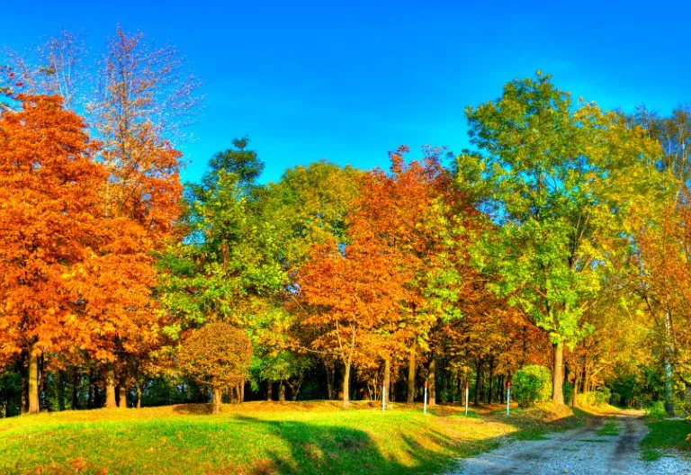 Alberi della Lessinia con colori autunnali