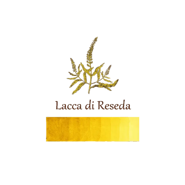 Pigmento vegetale giallo Reseda in polvere naturale.